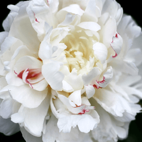Peony Festiva Maxima White W/ Red Specs 50/60 Cm