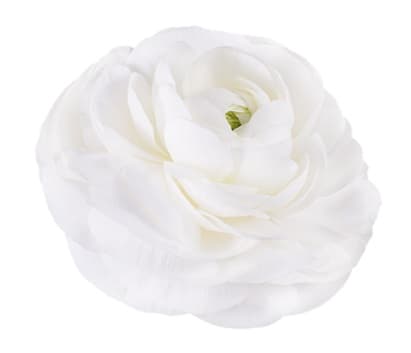 Ranunculus Success Cloni White 45/55 Cm