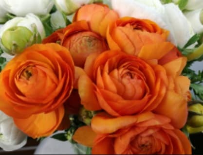 Ranunculus Elegance Orange 35/40 Cm