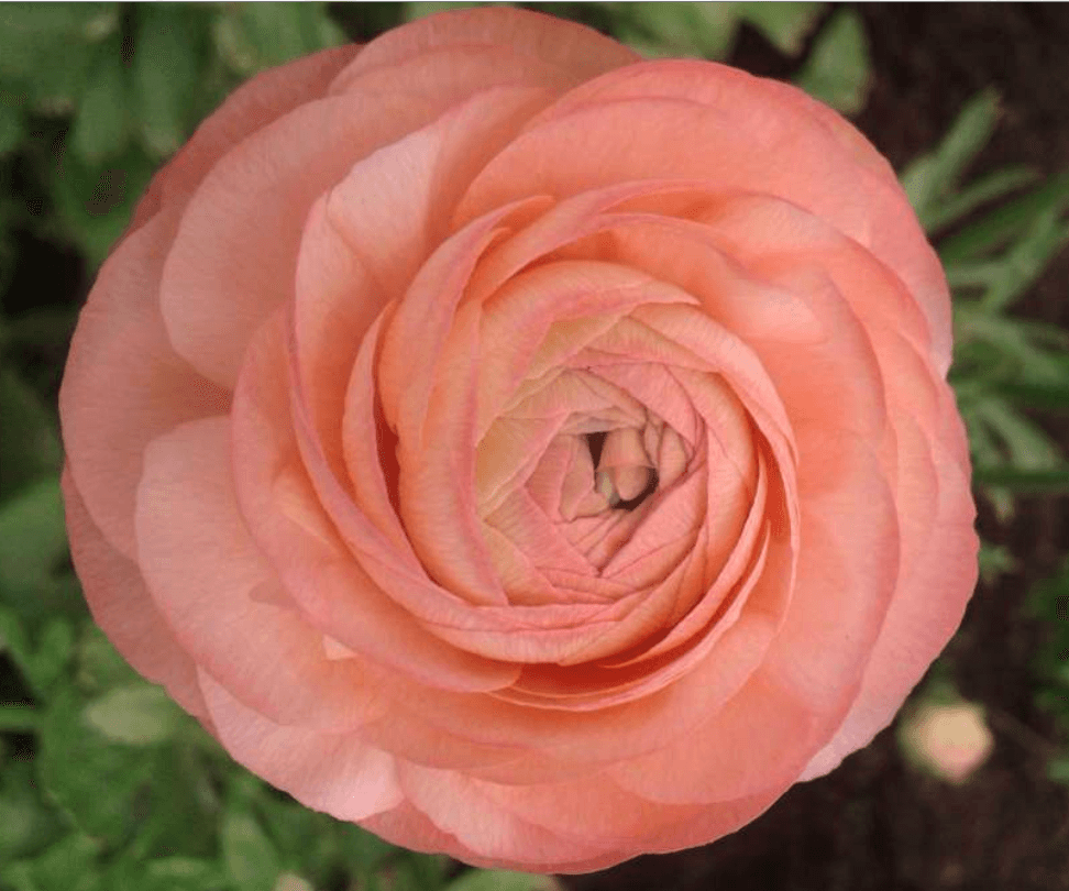 Ranunculus Elegance Peach 40 Cm