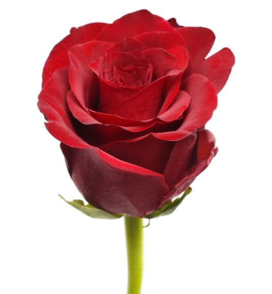 Red Roses Explorer Red 60 Cm