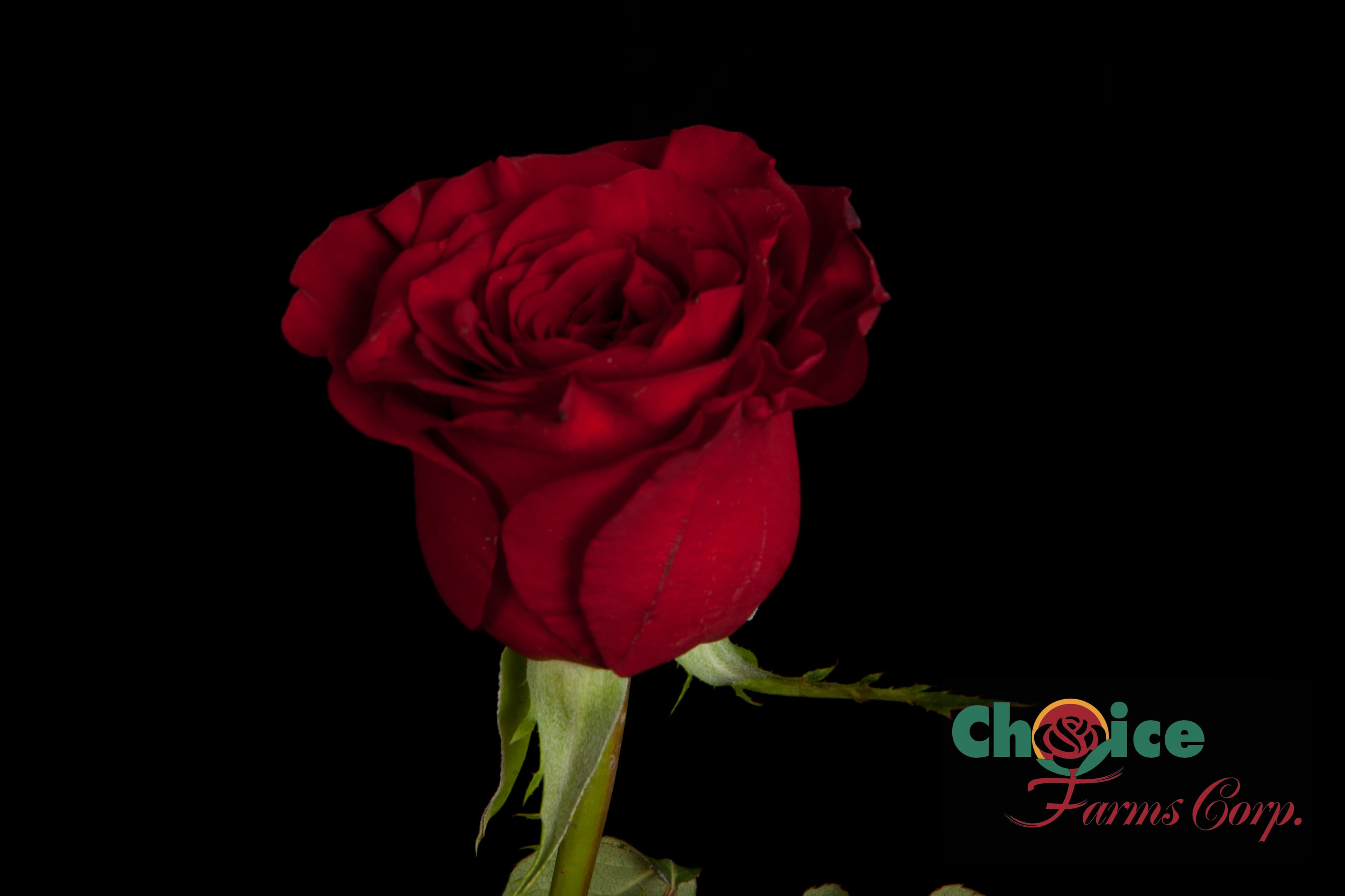 Red Roses Heart Red 50 Cm
