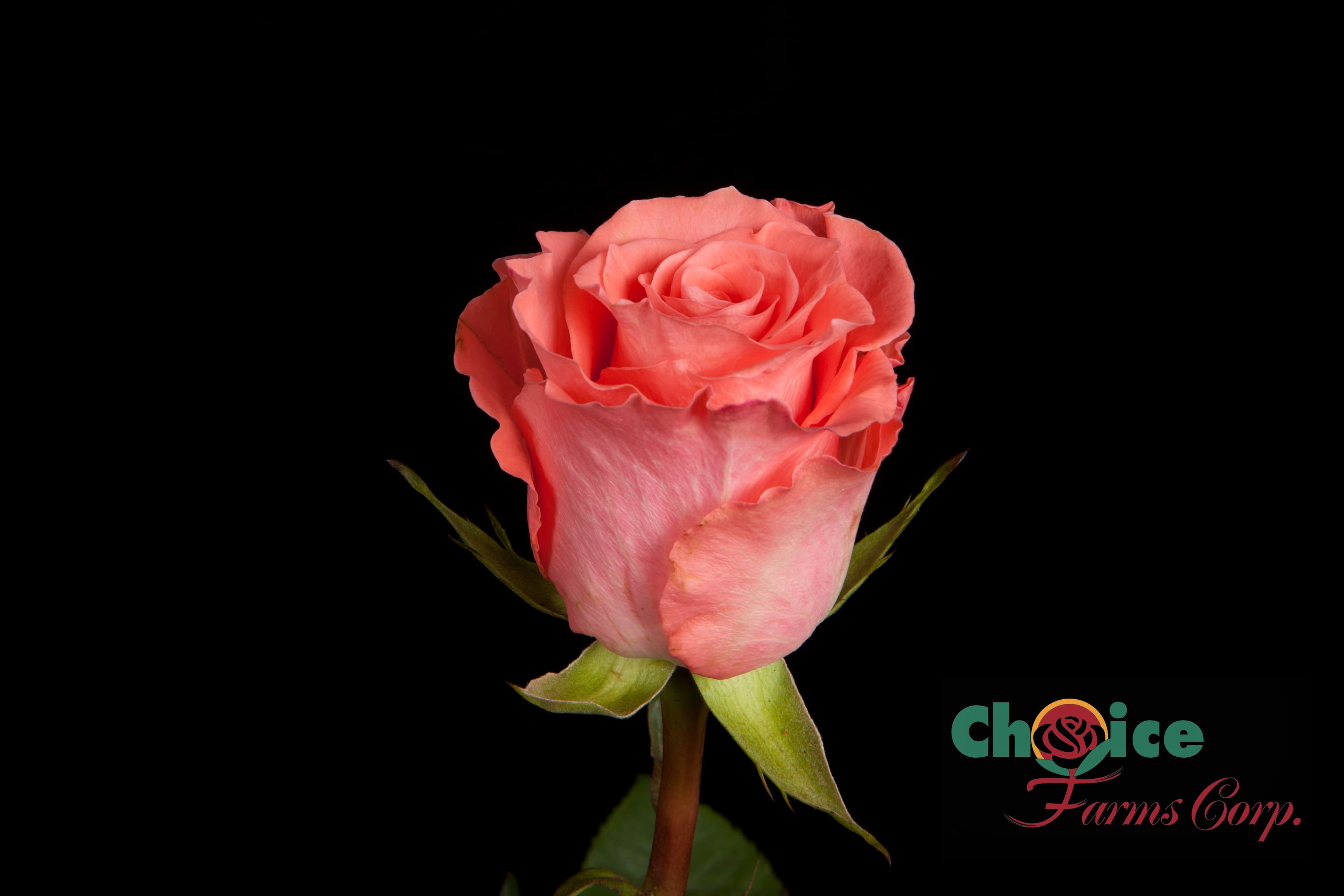 Color Roses Amsterdam Coral 50 Cm