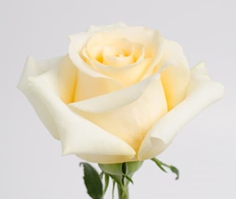 Color Roses Creme De La Creme Cream 60 Cm