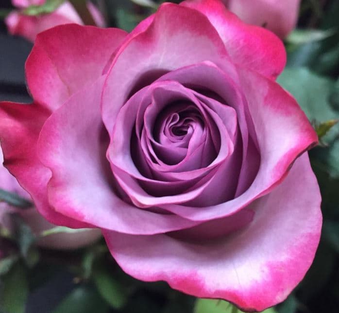 Color Roses Deep Purple Lavender 50 Cm