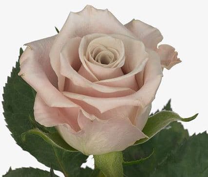 Color Roses Menta Lavender 60 Cm
