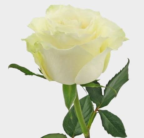 Color Roses Mondial Cream 60 Cm