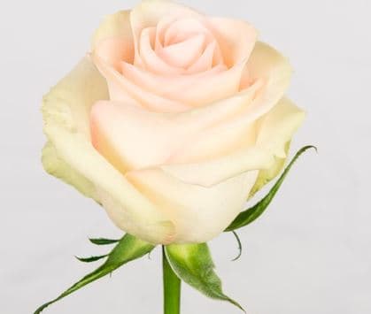 Color Roses Marzipan Sand 50 Cm