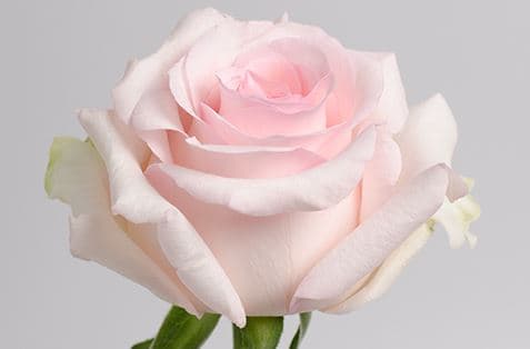 Color Roses Nena Pink Light 50 Cm