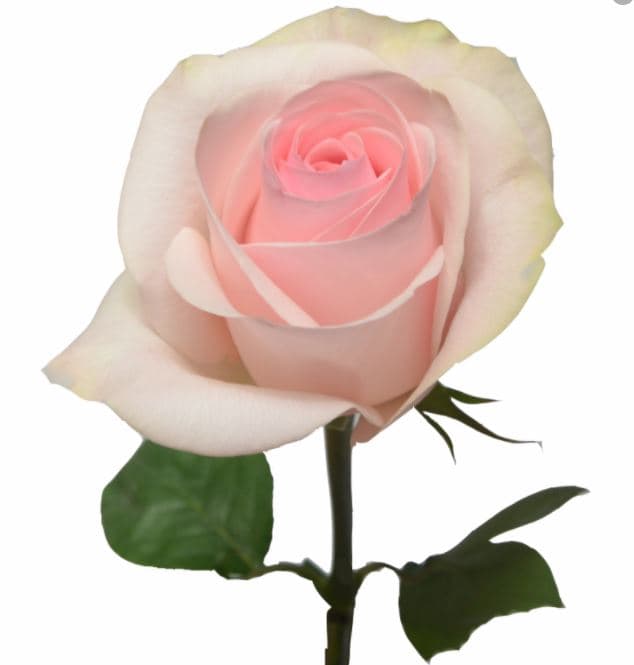 Color Roses Novia Pink Light 60 Cm