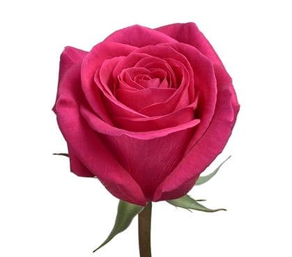Color Roses Pink Floyd Pink Hot 50 Cm