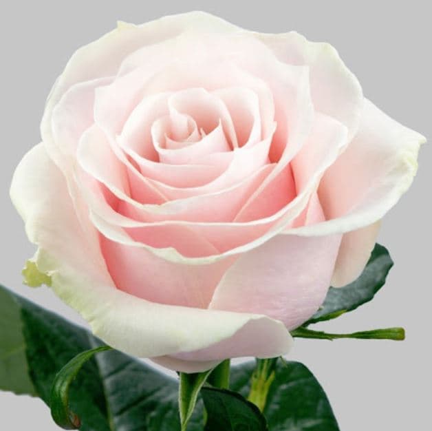 Color Roses Pink Mondial Pink Light 60 Cm