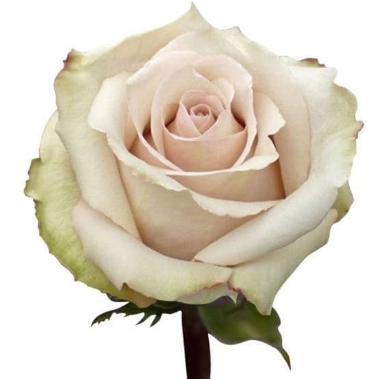 Color Roses Quicksand Sand 50/60 Cm