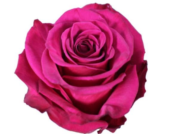 Color Roses Roseberry Pink Hot 60 Cm