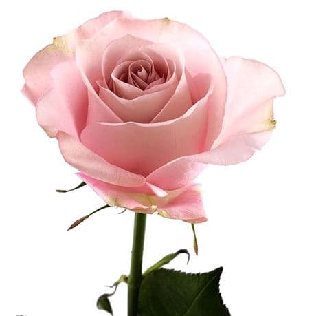 Color Roses Secret Garden Pink Light 50 Cm