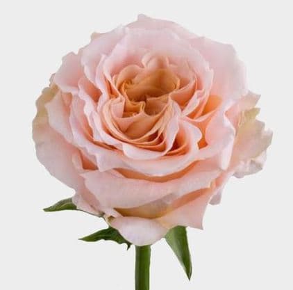 Color Roses Shimmer Coral / Peach 60 Cm