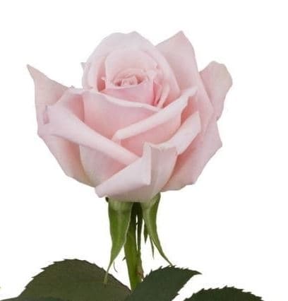 Color Roses Sweet Escimo Pink Light 60 Cm