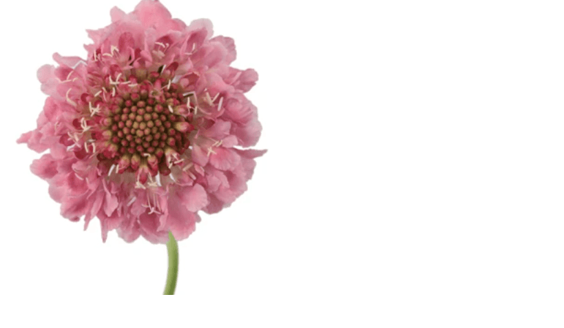 Scabiosa Scoop Marshmallow Pink Light 50 Cm