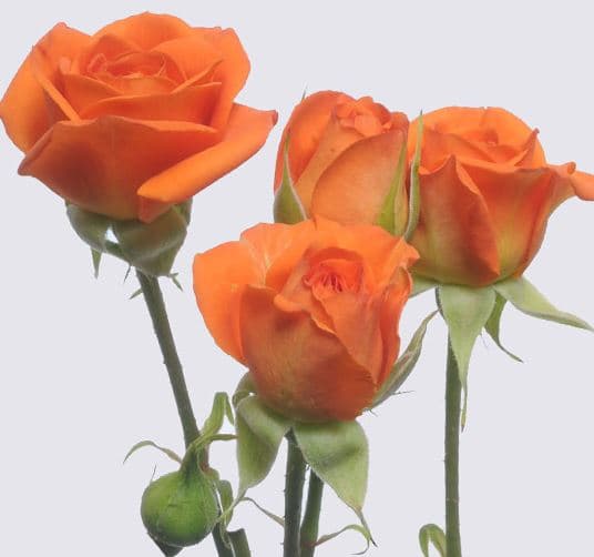 Spray Roses Babe Orange 40cm