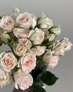 Spray Roses Blush Majolica Cream 50 Cm