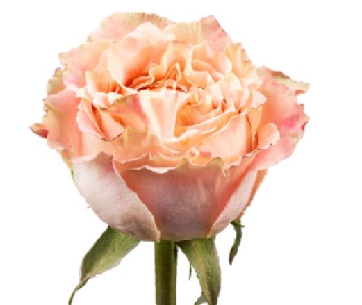 Spray Roses Bali Peach 50 Cm