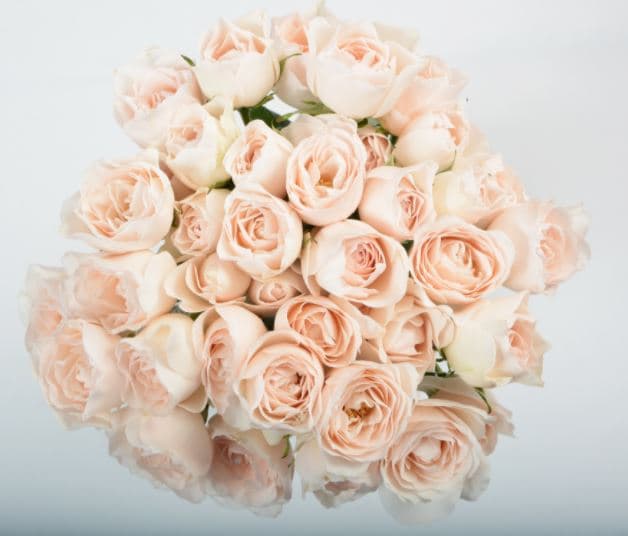 Spray Roses Celestial Cream 50 Cm