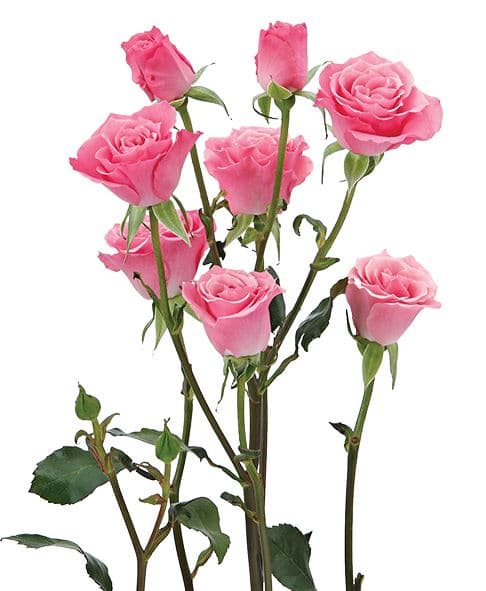 Spray Roses Eva Pink 50 Cm