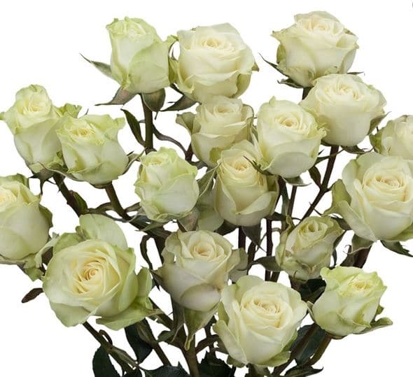 Spray Roses Floreana White 40 Cm