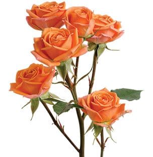 Spray Roses Mambo Orange 60 Cm