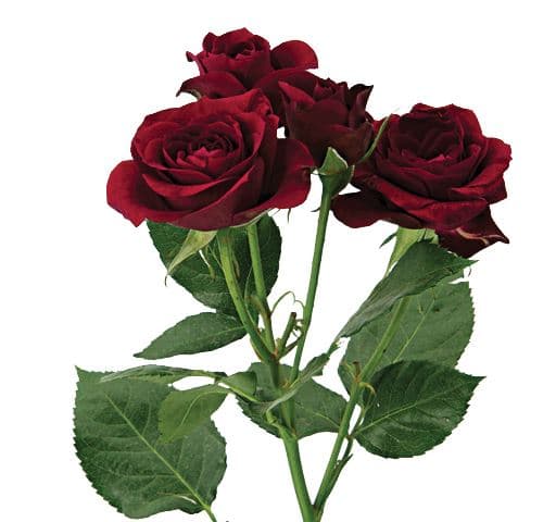 Spray Roses Rubicon Red 50 Cm