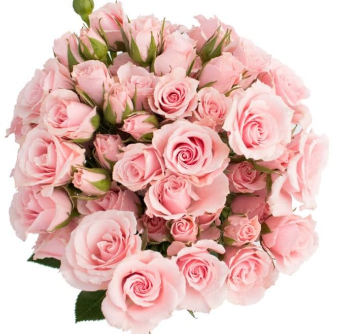 Spray Roses Majolica Pink 50 Cm