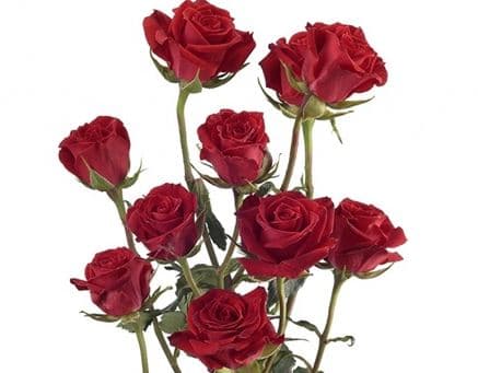 Spray Roses Mikado Red 50 Cm