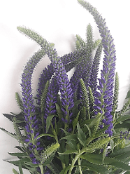 Veronica Skyler Blue 60 Cm