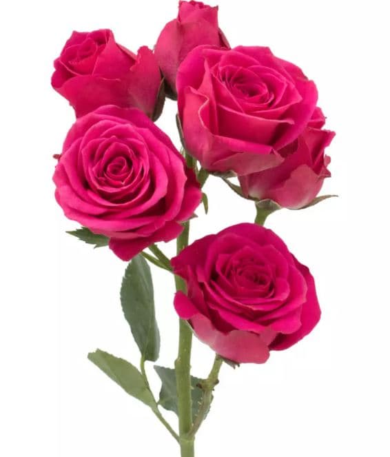 Spray Roses Lovely Lydia Hot Pink 40 Cm