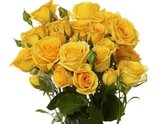 Spray Roses Babe Yellow 50 Cm
