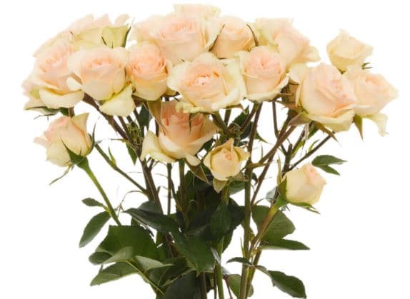 Spray Roses Chablis Peach 50 Cm