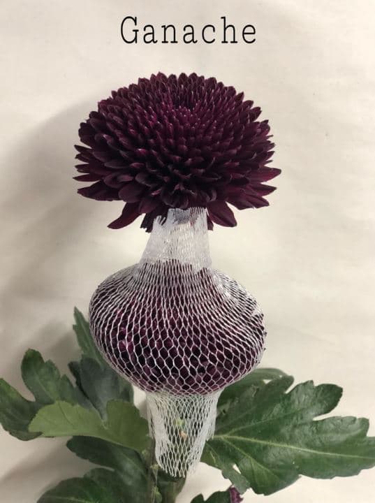 Chrysantemum Cremon Ganache Dark Purple 70 Cm