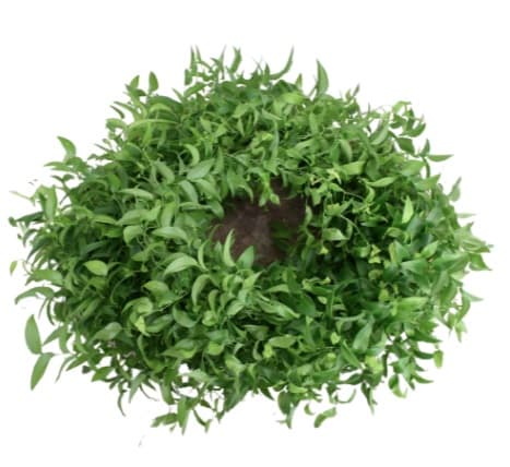 Fillers Smilax Green 120cm