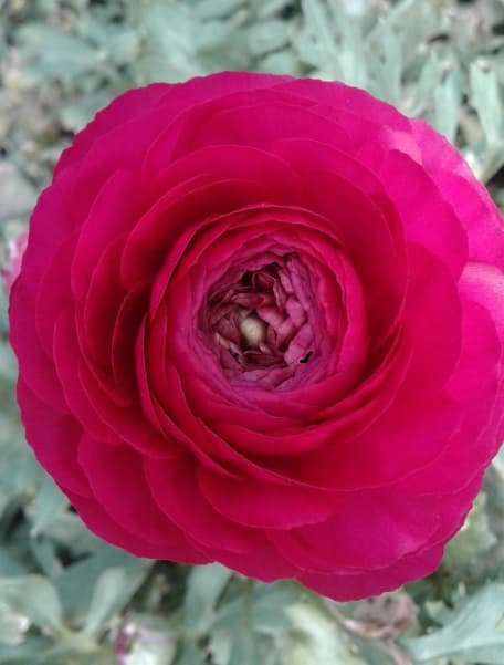 Ranunculus Elegance Hot Pink 35/45 Cm