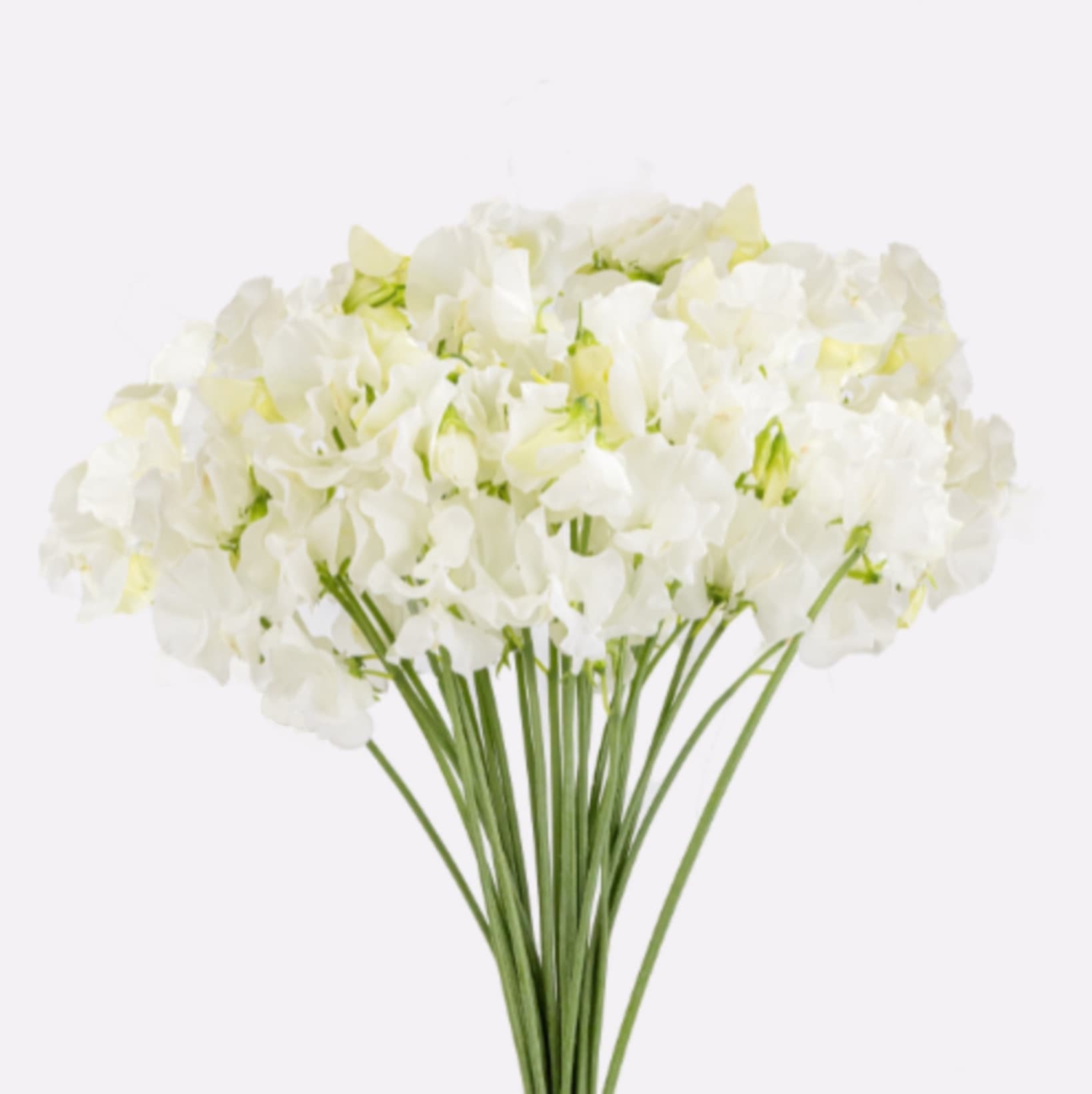 Sweet Pea Yuki White 43/49 Cm