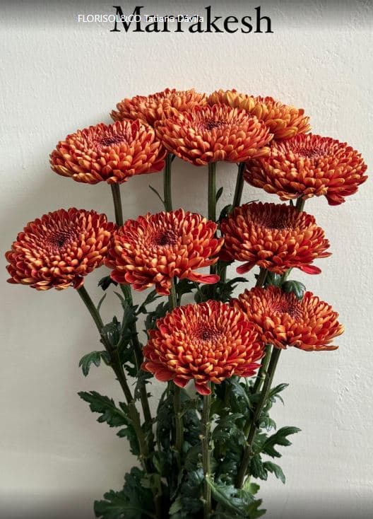 Chrysantemum Cremon Marrakesh Bronze 70 Cm