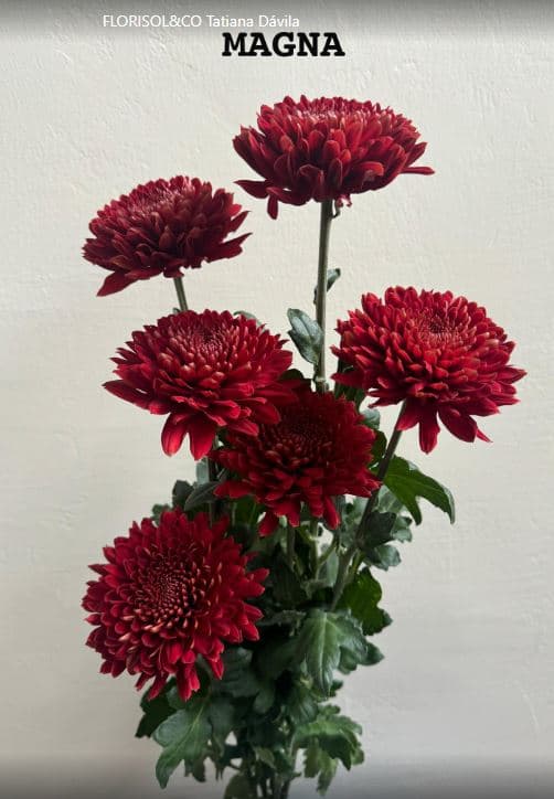 Chrysantemum Cremon Magna Dark Red 70 Cm