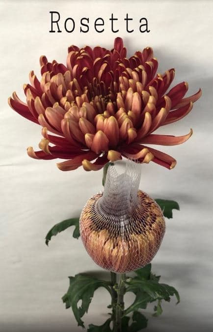 Chrysantemum Cremon Rosetta Bronze 70 Cm