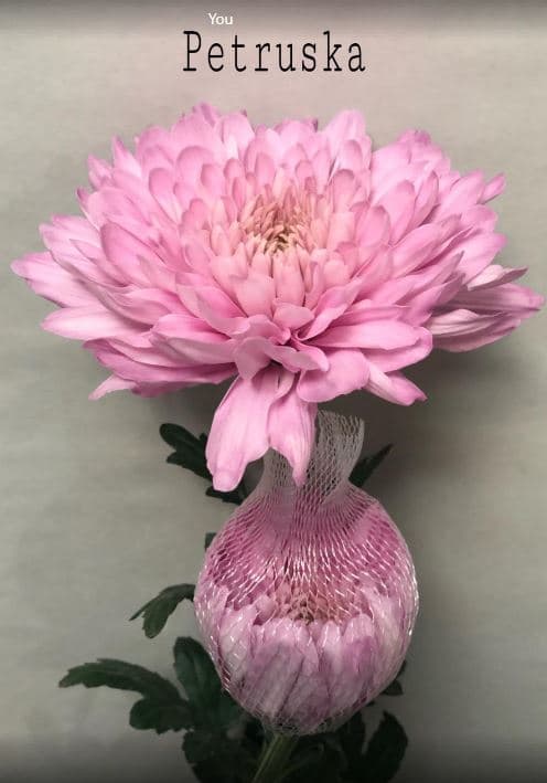 Chrysantemum Cremon Petrushka Pink Med 70 Cm