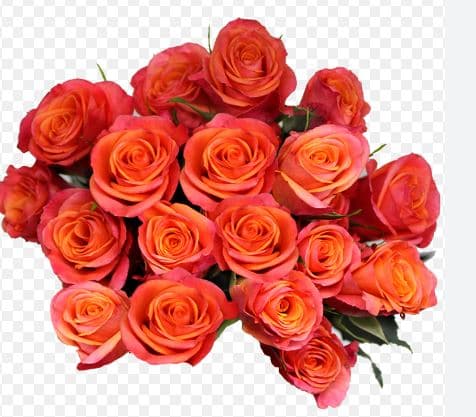 Spray Roses Orange Star Orange 40 Cm