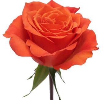 Color Roses Hilux Coral 50 Cm