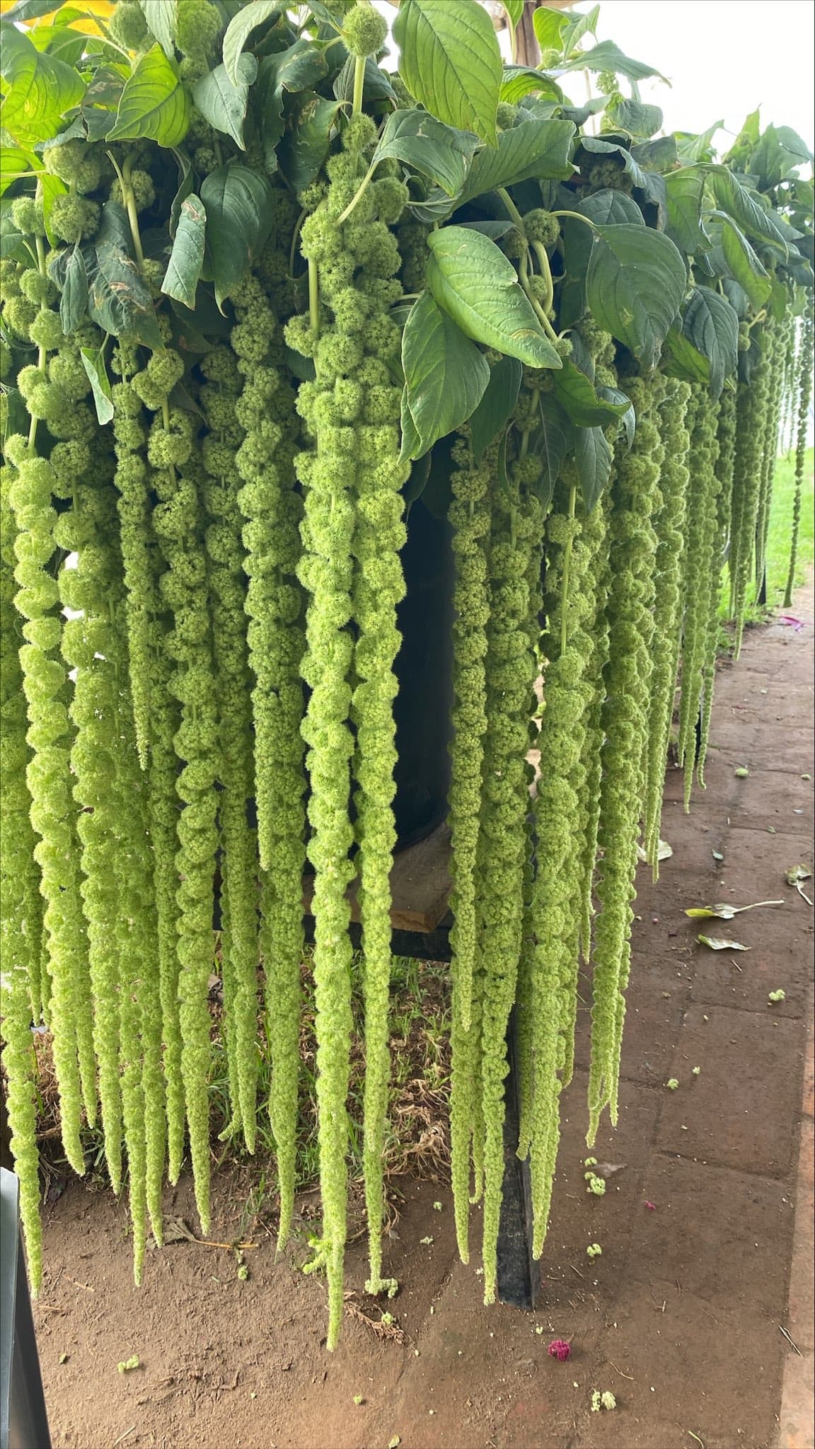 Amaranthus Hanging Green 90 Cm