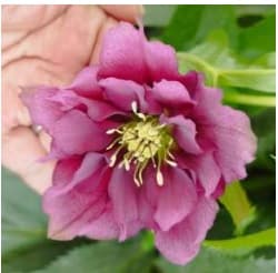 Helleborus Hybrid Oriental Red 40/45cm
