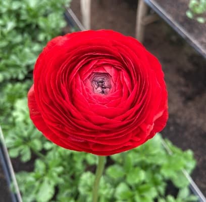 Ranunculus Success Cloni Red 45/55 Cm