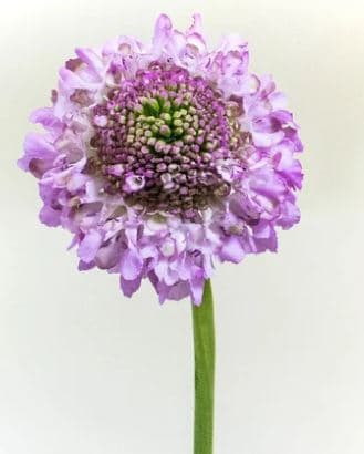 Scabiosa Focal Lilac Lilac 50cm